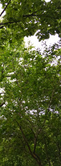 Fototapeta premium apricot trees on a background of blue sky. green apricot trees in the garden.