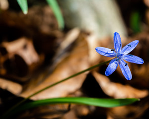 The spring purity blue flower
