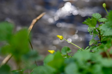 Wildpflanze am Fluss