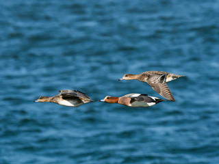ヒドリガモ飛翔(Eurasian Wigeon)