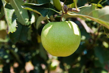 green apple on tree