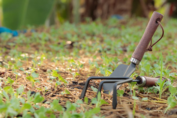 Equipment and seedlings of the vegetables in the plot, with water droplets on the leaves and the morning sunshine.