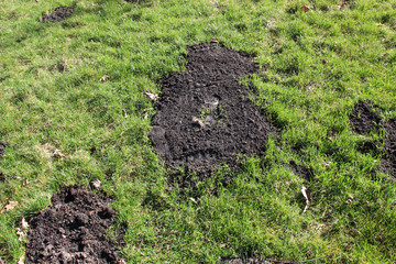 Molehills on the lawn in the yard. Damaged lawn. Pest control.