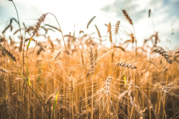 Fototapeta na wymiar Ripe ears of golden wheat close up. Wheat field. Harvest Concept