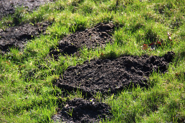 Molehills on the lawn in the yard. Damaged lawn. Pest control.