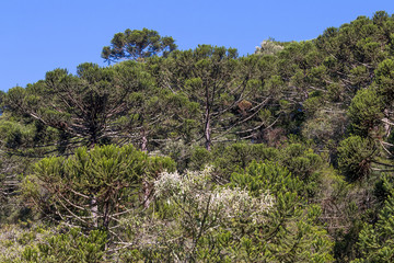 Floresta de pinheiro araucária