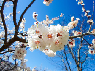 beautiful white flowers on an apricot tree. spring flowering apricot tree in the garden against a blue sky