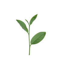 중국차 ROUGUI의 잎 