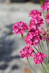 Obraz premium Sea Thrift