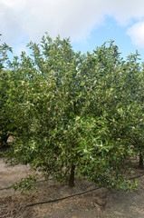 spring in the citrus garden
