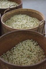 쟈스민차를 만들기 위해 수확한 쟈스민 꽃봉오리들