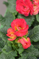 Primrose Girls Delight