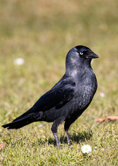 crow on the grass