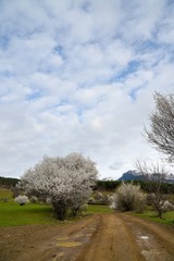 Flowers of the cherry blossoms on a spring day.savsat/artvin