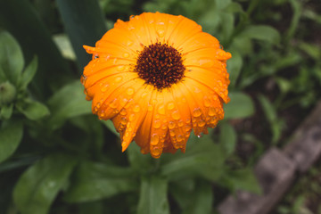 orange flower in the garden