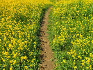 菜の花満開の小道のある江戸川土手風景