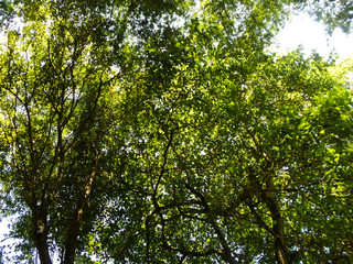 Greenish tree with sunlight in the morning