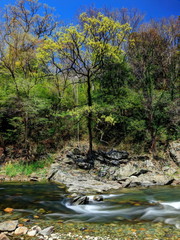 早春の嵐山渓谷