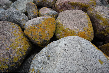 moss covered stones on a beach. closeup of stones