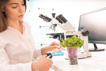 Inspection of the quality of agricultural seeds. Checking the quality of the seed before planting...