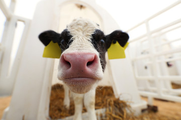 A small calf grows on a farm. Milk production
