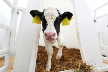 A small calf grows on a farm. Milk production