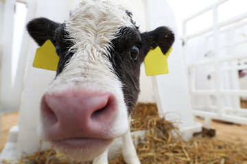 A small calf grows on a farm. Milk production © makedonski2015