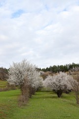 Flowers of the cherry blossoms on a spring day.savsat/artvin