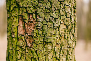 Old wood tree bark texture with green moss