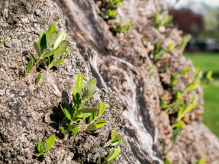 Early spring makes way for new branches and leaves from an olive tree trunk	