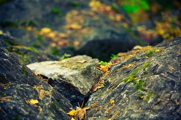 lichen on the rocky stone in autumn