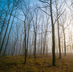 Panorama of morning forest in foggy weather