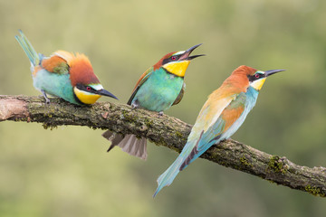 Struggle between European bee eaters in breeding season (Merops apiaster)