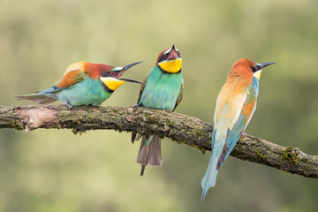 Bee eaters in breeding season (Merops apiaster)