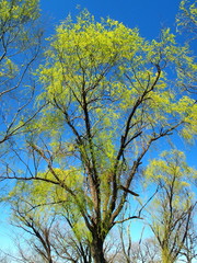春の芽吹きの木と青空