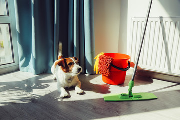 Cleaning Jack Russell Dog