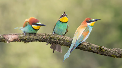 Widescreen portrait of European bee eaters on branch (Merops apiaster)