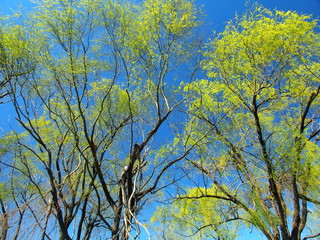 春の芽吹きの木と青空