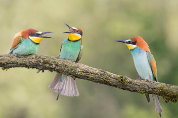 Bee eaters perched on branch (Merops apiaster)