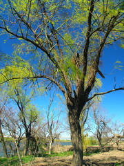 春の芽吹きの木と青空