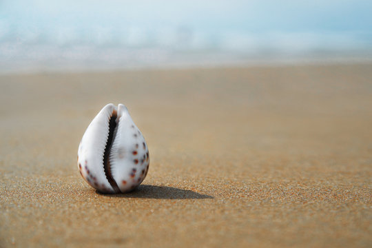 Landscape with shells on tropical beach. Travel and tourism concept. Blurry image, no focus.
