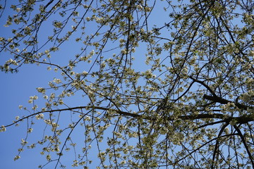 Äste und Zweige eines Kirschbaums mit weißen Blüten und Knospen vor blauem Himmel