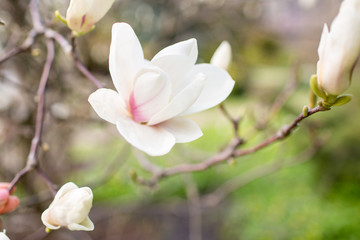 Flower white and pink magnolia.