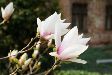 Flower white and pink magnolia.
