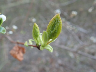 detail of a green tree branch in spring