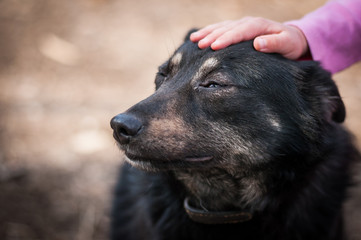 child's hand stroking a street dog