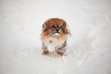 little pekingese walking in the snow