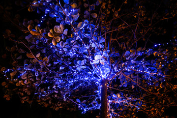 Glowing blue lanterns hang on trees in nature