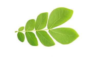 Green leaves and white background