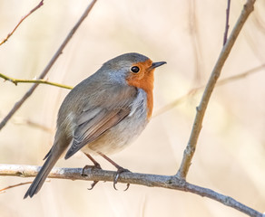Rotkehlchen im Sonnenlicht